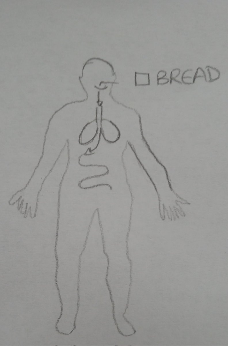victorlopezsbd's tweet photo. Com treballem la nutrició a @EducacioUAB? El primer q ens preguntem és: "Quin camí segueix un tros de pa quan ens el mengem?" La primera resposta que trobarem si fem aquesta pregunta és que "entra en forma de menjar i surt en forma de caca". Però llavors, perquè mengem?? (1/10) https://t.co/rOMq0BpbSB