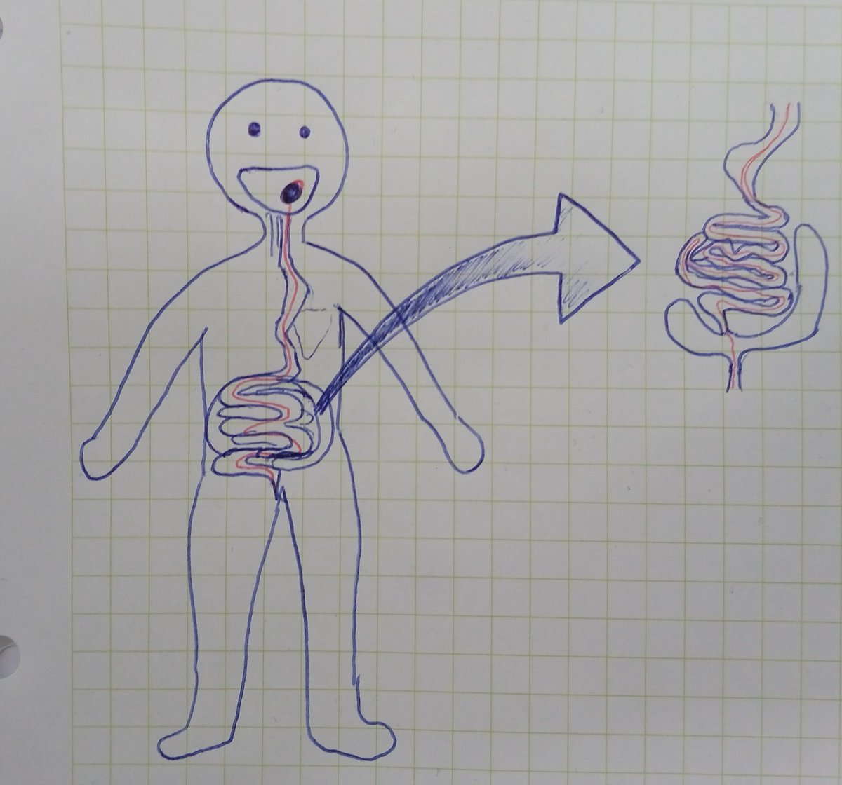 victorlopezsbd's tweet photo. Com treballem la nutrició a @EducacioUAB? El primer q ens preguntem és: "Quin camí segueix un tros de pa quan ens el mengem?" La primera resposta que trobarem si fem aquesta pregunta és que "entra en forma de menjar i surt en forma de caca". Però llavors, perquè mengem?? (1/10) https://t.co/rOMq0BpbSB