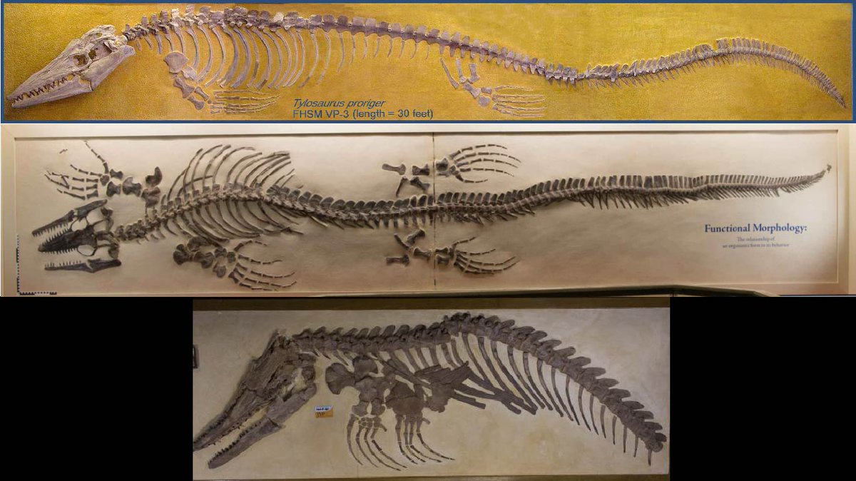 FHSU_Paleo's tweet image. The Mesozoic Era ("the Age of Dinosaurs") is known for all the big, toothy animals that are no longer around today. However, there were a lot of big, toothy animals during that time that weren't #dinosaurs...like #mosasaurs. #Dinovember #MosasaurMonday