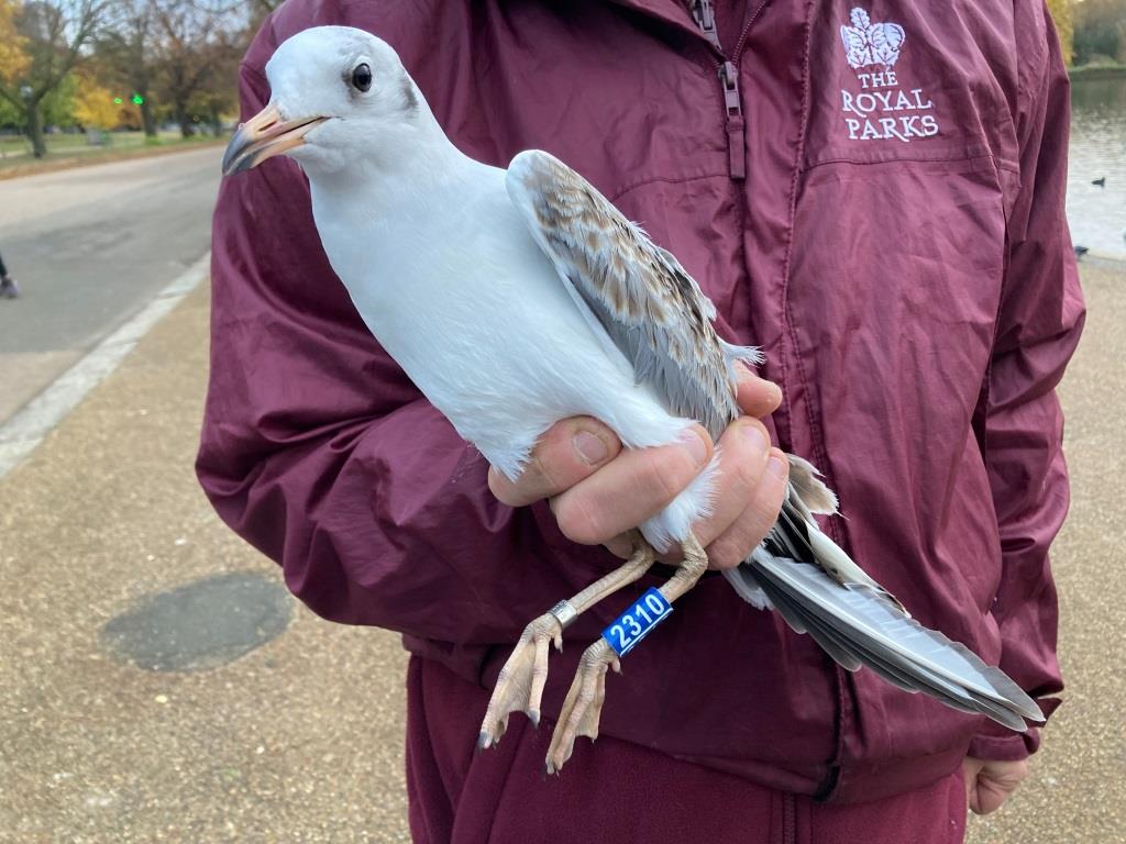 Bill Haines (West London Birding) tweet media