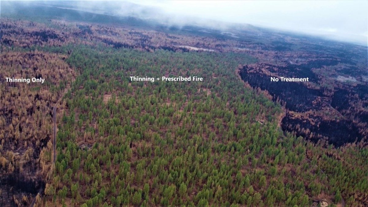 Here is a great visual example of what thinning, thinning + prescribed fire, and no treatment at all can look like in a forested environment.
.
#thinning #prescribedfire #forestthinning #fueltreatment