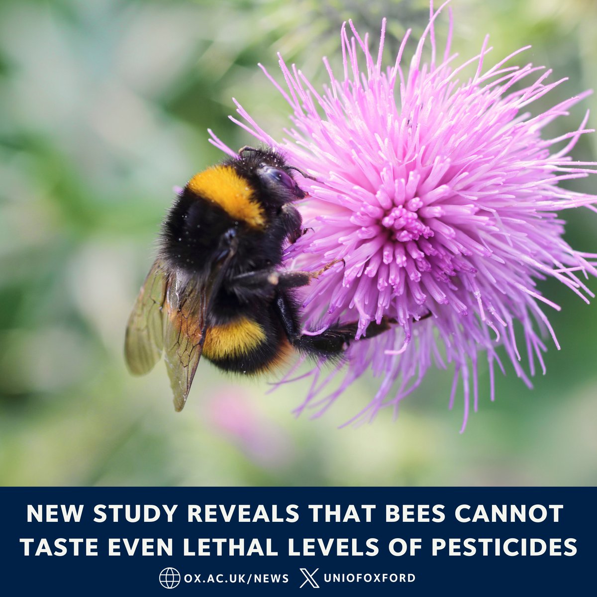 UniofOxford's tweet photo. NEW: Oxford researchers have found that bumblebees cannot taste pesticides present in nectar, even at lethal concentrations. 

This means bumblebees are not able to avoid contaminated nectar, putting them at high risk of pesticide exposure and posing a threat to crop pollination.