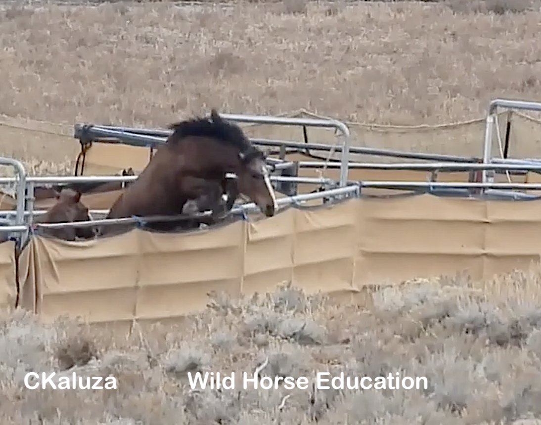 WildHorseEdu's tweet photo. At Clan Alpine roundup this wild one made an escape. 
Video &amp; more info at link >> https://t.co/KigOd6pwNv
We do not know any extent of injury to the horse as the hill blocked our view, but the panel had to be replaced.
40 others were not so lucky. #wildhorses https://t.co/0tD6u2uL1q