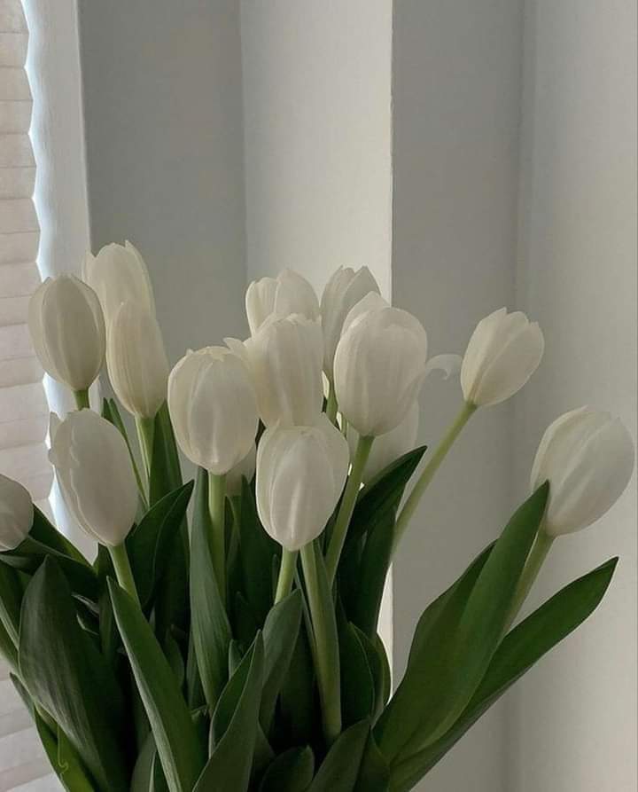 white tulips