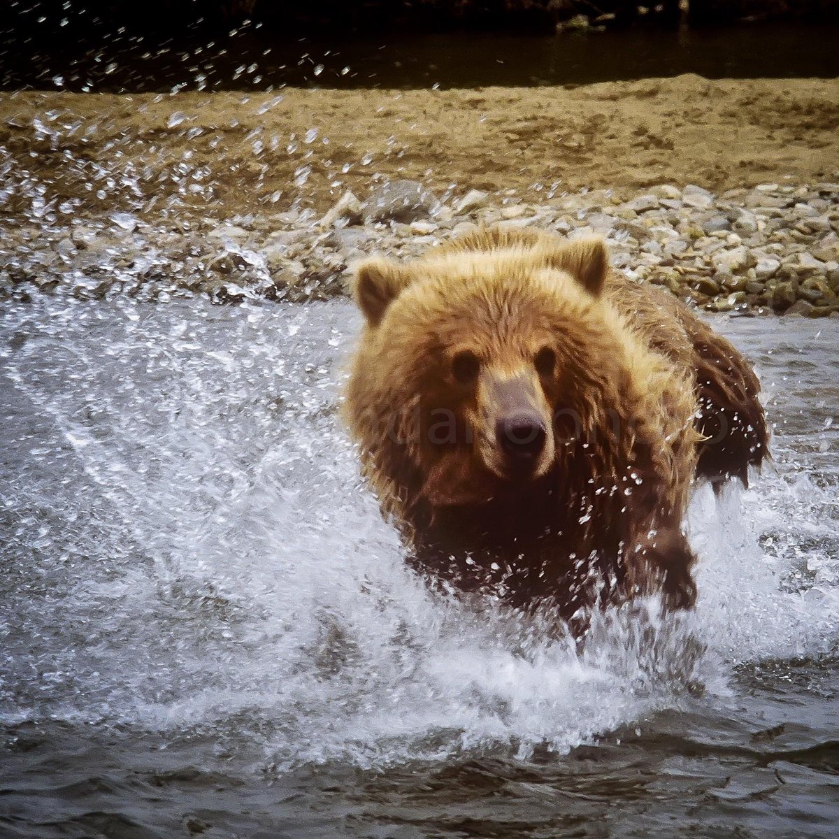 @GreatDane_photo Grizzly in Alaska