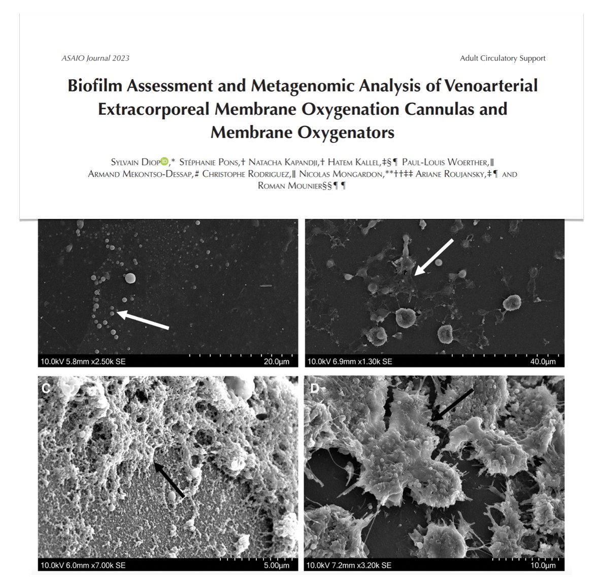 M Velia Antonini tweet media