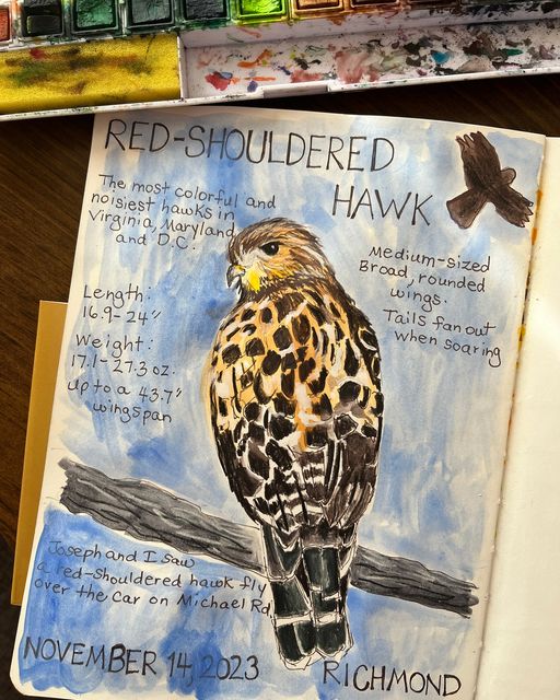 Naturel journal entry of a recent red-shouldered hawk sighting. #naturejournal #wildbirds #birdwatching #birds #nature #natureart #natureartist #art