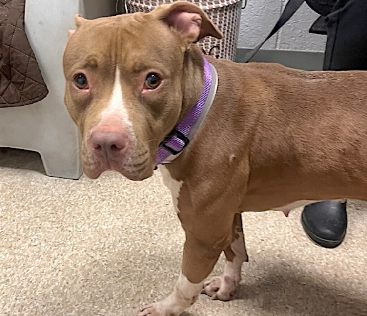 NMBewitched's tweet photo. They could be siblings
2yr old #RedPits
#NYCACC
TBK 11/21
Snickerdoodle is shy & needs security
Poppas is outgoing & active
Both abandon in a city that kills the homeless
Did you know #FostersSaveLives
Otherwise just more weight for NYC Sanitation Contract https://t.co/FcXfpUeItj