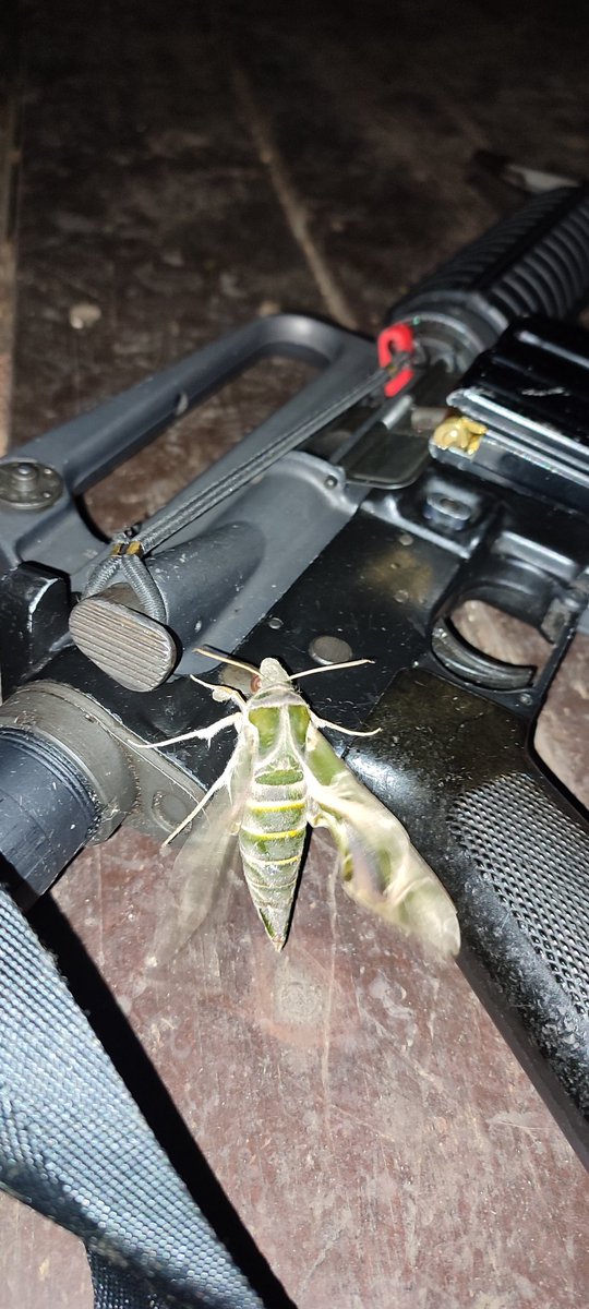 Jonathan Meyrav tweet media