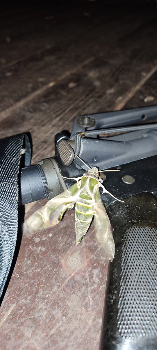 Jonathan Meyrav tweet media