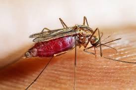 🔸Malaria :
Caused by four main Plasmodia species

🔹P. falciparum

🔹P. vivax

🔹P. malariae

🔹P. ovale

🔹P. knowlesi is a fifth pathogen in Malaysia.

⚪️Transmitted by the bite of an infected Anopheles mosquito