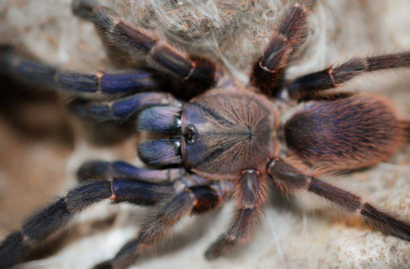 TheSpiderShop tweet media