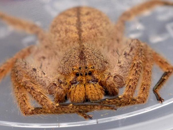 TheSpiderShop tweet media