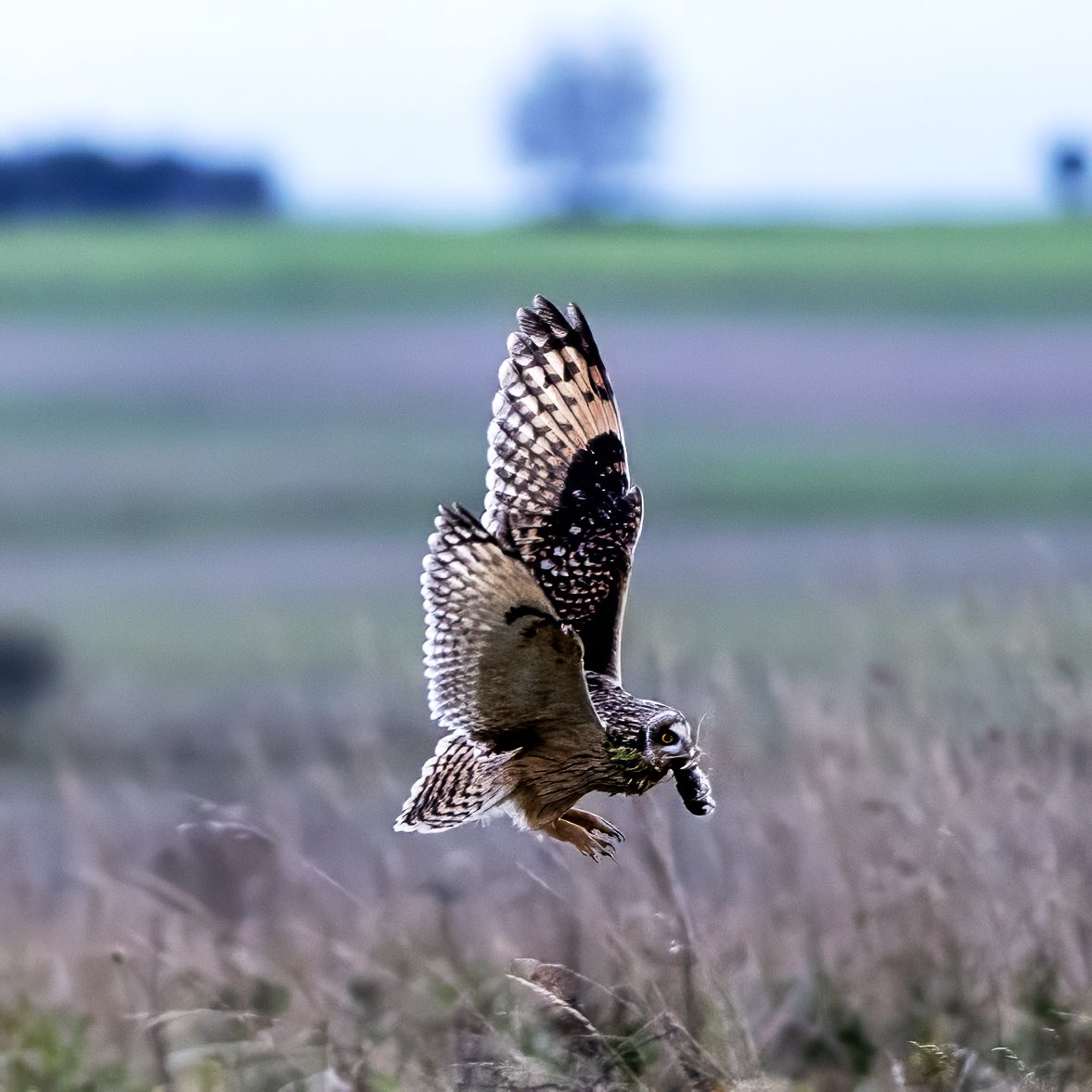 SEO with vole. Very late show tonight after 4pm @Natures_Voice @BTO_Dorset @BirdGuides @wildlifeuk @DorsetWildlife @SonyUK #wildlifephotography #NaturePhotography #sonya1 #BirdsOfTwitter