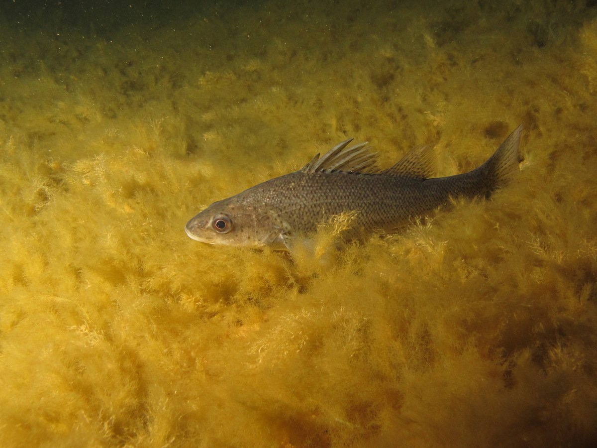 Fundación Cosmos tweet media