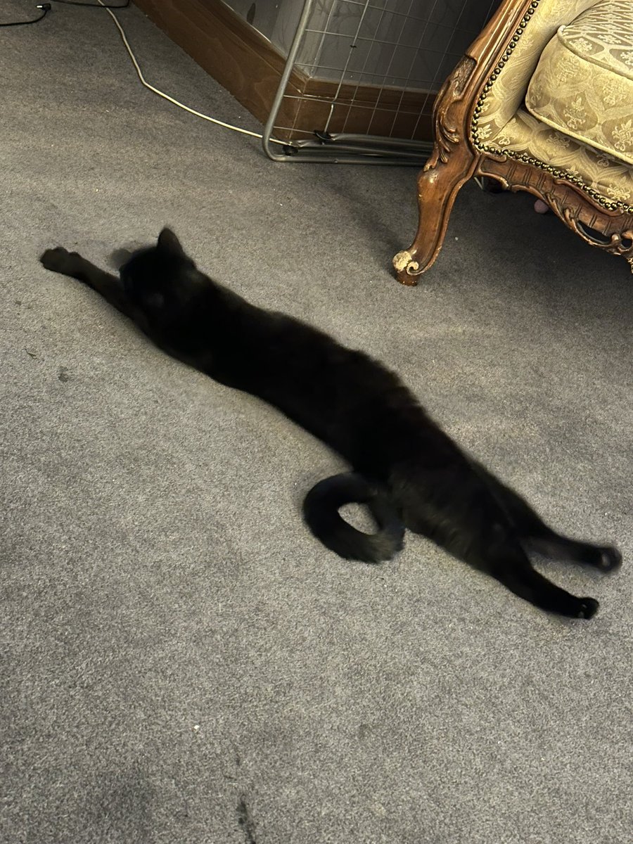 fkinloser's tweet photo. @poorlycatdraw https://t.co/8cs5v01O90