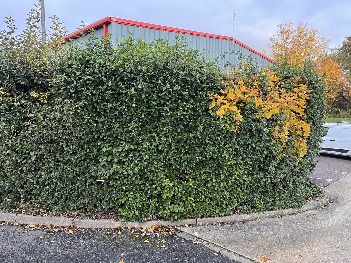 DH_Maintenance's tweet image. That was a #shift to start the week😳 normally be #doublehanded but had to go #solo today. Will be able to get this into shape now once it starts growing again with the light getting in behind too👍 have a good evening everyone ❤️