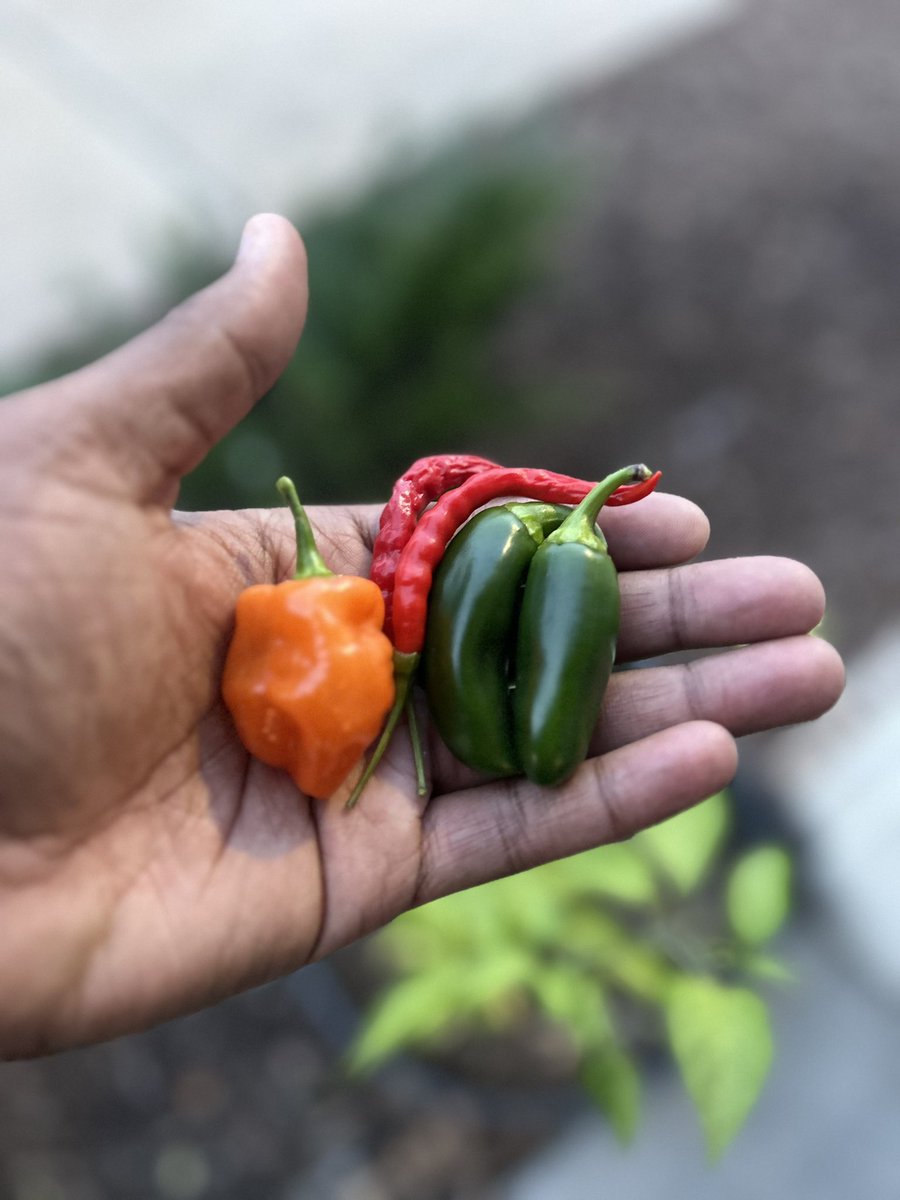 danjking3's tweet photo. Last Harvest of the season. #FarmerDan👨🏿‍🌾 https://t.co/beSuI4Ok7c