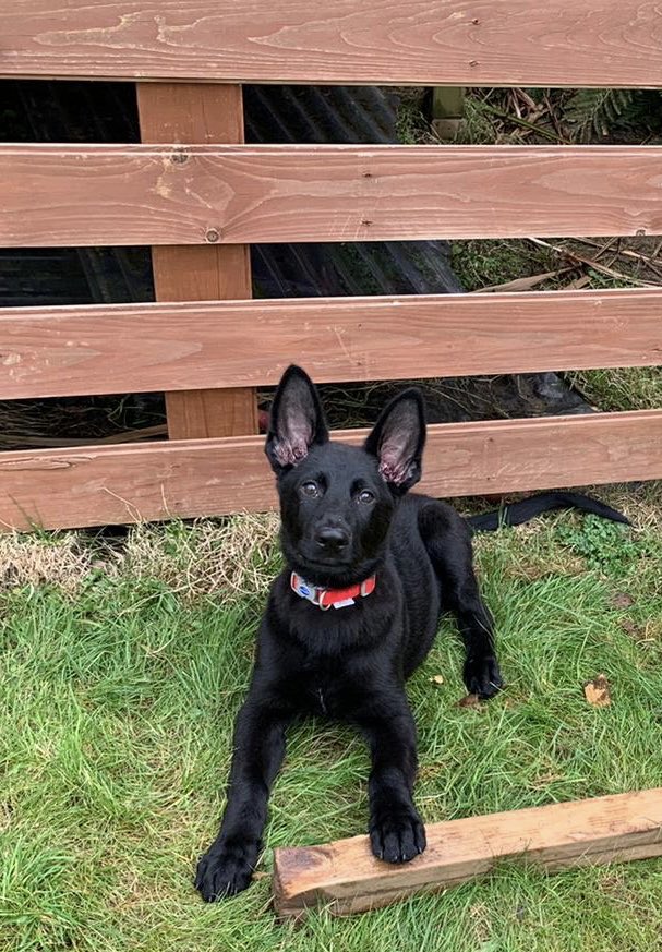 DC_Police Dogs ( Puppy Development Program) tweet media