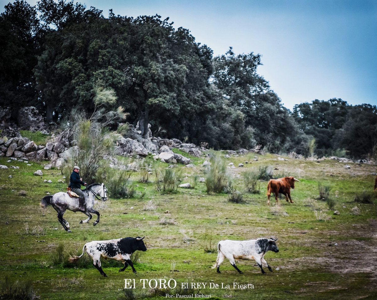 Ganaderia Quintas tweet media