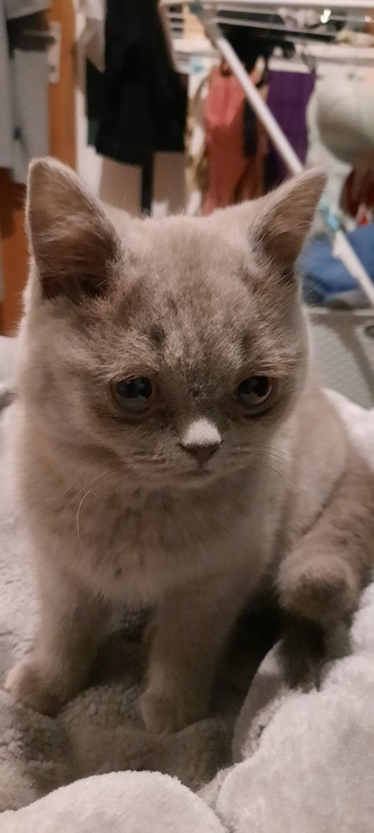 InQyyy's tweet image. Say hello to my New family member Simon.😍