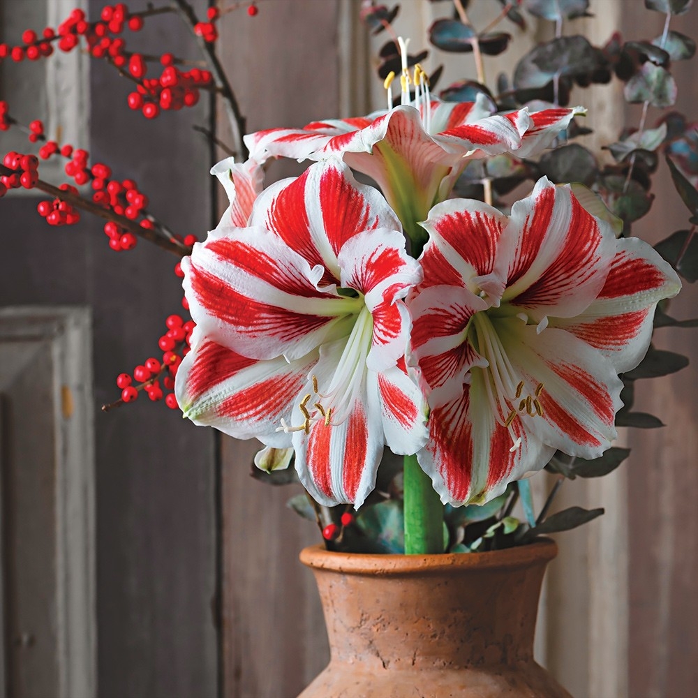 finegardening's tweet photo. Looking for the perfect holiday gift? Look no further than Jung Seed Companyβs gift certificates! Give the gift of gardening. #Sponsored by @JungSeeds #FGHolidayGiftGuide #jungseeds #giftideas #gardeninggifts #gardengifts
from: https://t.co/pJu1B1kj78 https://t.co/bl5gQuFIbh