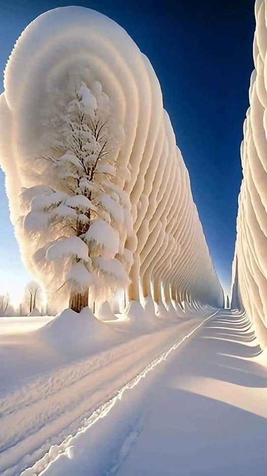 Chutes de neige sur des arbres en Finlande.
Magnifique !