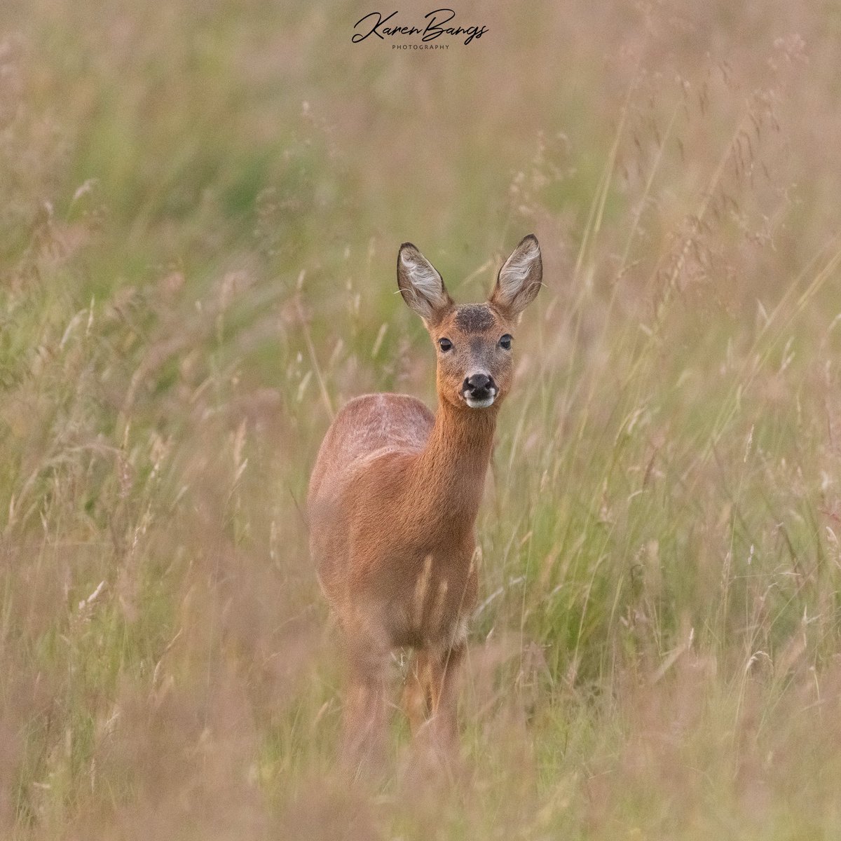 Roe deer, Scotland