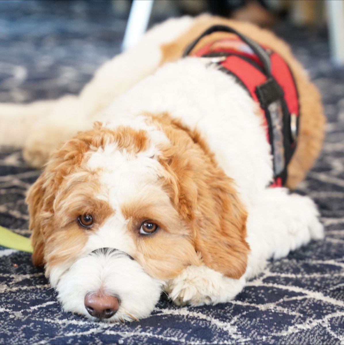 Fairway Independent Mortgage Corporation (@fairwaymc) on Twitter photo We are honored to announce that we have presented 350 service dogs to deserving veterans through <a href="/AW_Initiative/">American Warrior Int</a>.
With your support, we will continue to do our part in giving back to those who have given so much to all of us.
#FairwayNation #AWI #Veterans #ServiceDogs We are honored to announce that we have presented 350 service dogs to deserving veterans through <a href="/AW_Initiative/">American Warrior Int</a>.
With your support, we will continue to do our part in giving back to those who have given so much to all of us.
#FairwayNation #AWI #Veterans #ServiceDogs