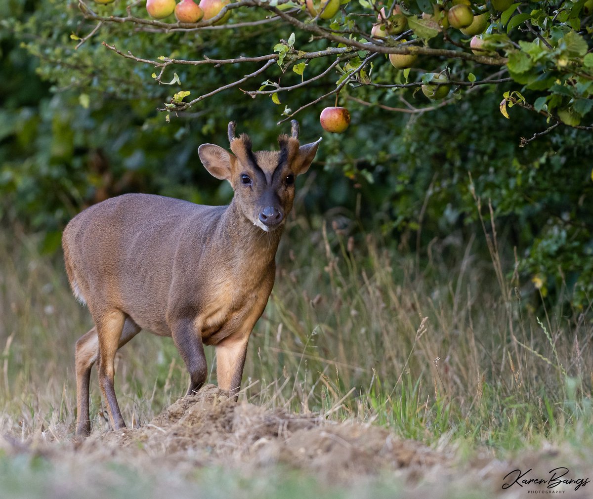 Muntjac, Norfolk