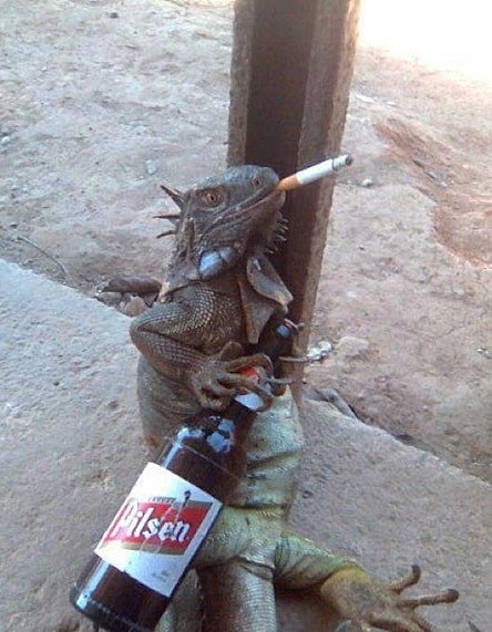 me: Chill AF Iguana you have to stop. You smoke too tough. Your swag too different. Your swag is too hard, they’ll kill you Chill AF Iguana: