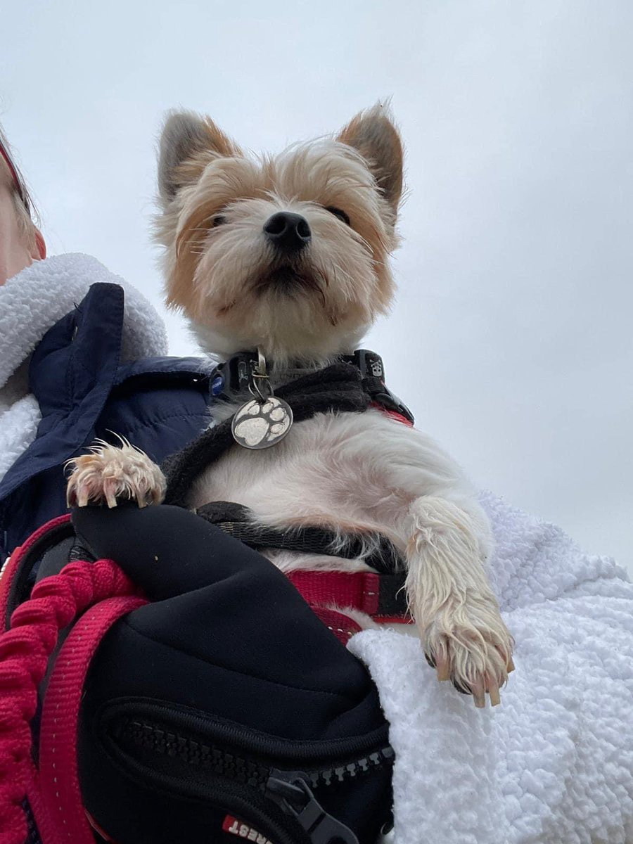 AFAfoundation_'s tweet photo. Day 12 of #TrekToTurkey and we’re over one thousand miles in! 🥳 Screenshots from our two teams are on the last slides, we have walked the distance from England to Slovenia… only Croatia, Bosnia, Serbia and Bulgaria to go before we reach Turkey 😆
Our gorgeous boy Iga is booked in for his life changing surgery on 4th December ♥️ This will be his first Christmas in a loving home, hopefully pain free and looking forward to the future he deserves 🙏🏼 We’re just over halfway to our fundraising target, if you’d like to donate a few pennies and keep us going, thank you! https://t.co/QCgXAYKzGU