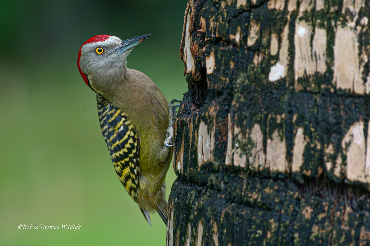 Rob and Thomas wildlife tweet media