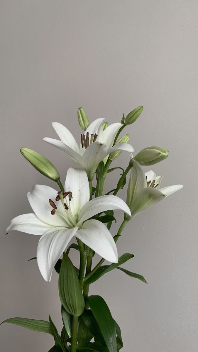 if he dresses the lilies with beauty and splendor