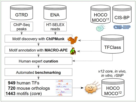 The long-awaited update of HOCOMOCO, the database of transcription factor binding motifs, received a major update after 5 years of efforts, see hocomoco12.autosome.org and doi.org/10.1093/nar/gk… /cc @halfacrocodile @ZinkevichA (1/15)