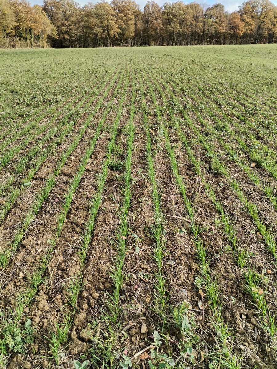 Veaulin1's tweet photo. #lundimotivation direction les champs de blé !
Il faut regarder
si la levée est bien régulière
si les adventices sont absents si les pucerons ne sont pas arrivés !
#JNO #Lifescientificfrance #picdevols #agriculture #semis2023 https://t.co/5aOUBf9f1u