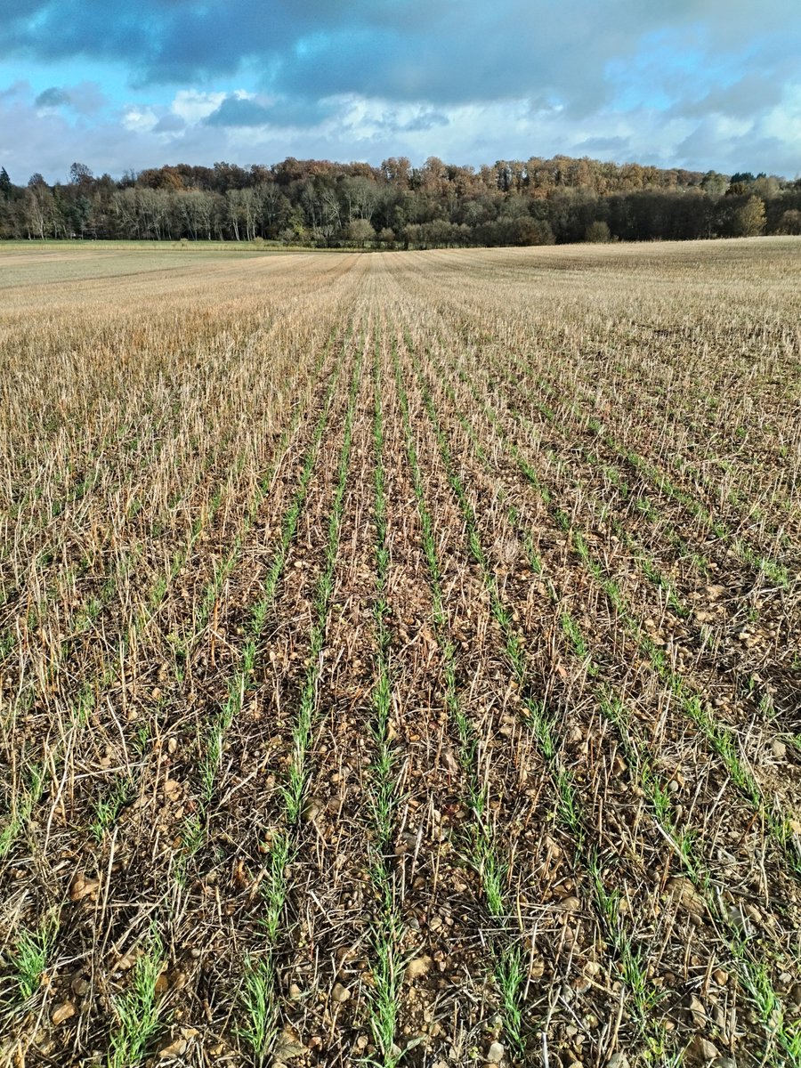 Veaulin1's tweet photo. #lundimotivation direction les champs de blé !
Il faut regarder
si la levée est bien régulière
si les adventices sont absents si les pucerons ne sont pas arrivés !
#JNO #Lifescientificfrance #picdevols #agriculture #semis2023 https://t.co/5aOUBf9f1u