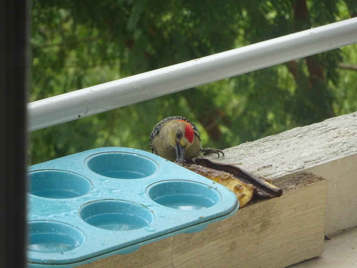 mariomarin86's tweet photo. @Banrepcultural A este carpintero lo vi en Neiva comiendo banano, anuncia su llegada con un canto muy característico. https://t.co/JAHPFOyyDK