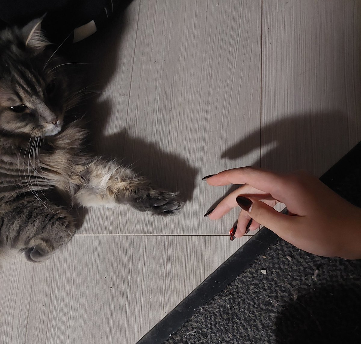 kitten_countess's tweet photo. https://t.co/VzocRA2Hpw