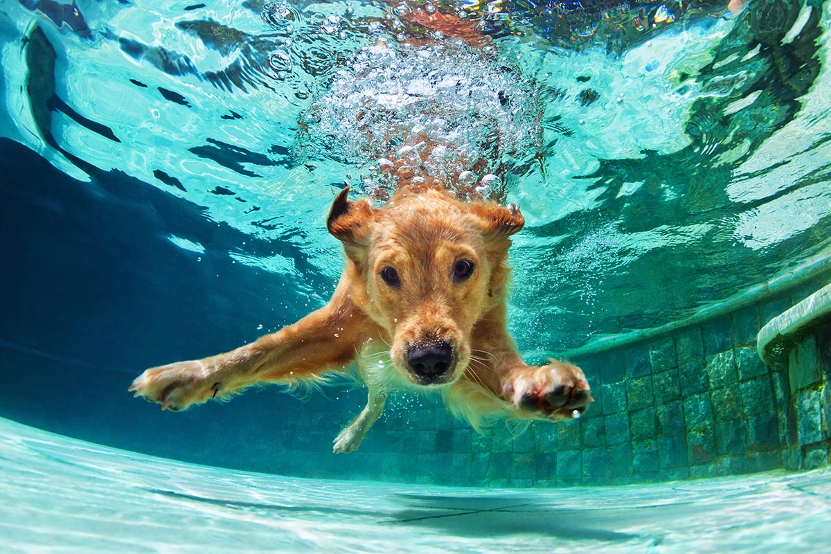 blog.nuvet.com/is-pool-water-…