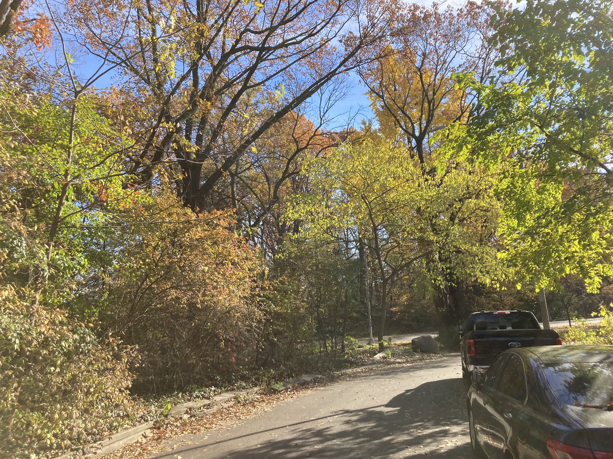 BrokeClass's tweet photo. @folkslinger #brooklyn #NaturePhotography #treesoftwitter #trees #autumn2023 
For #arlo &amp; 💕 friends https://t.co/TeZ6cGexJH