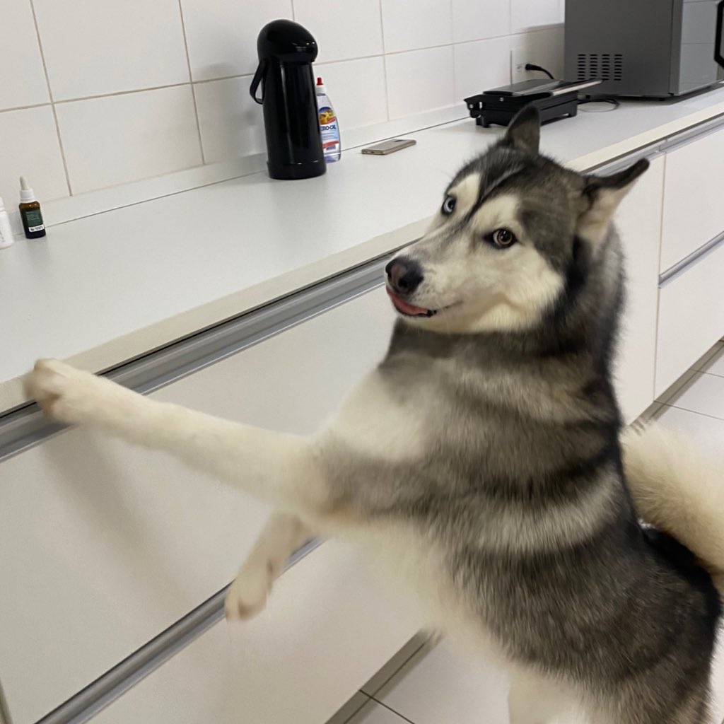 COISAS QUE VOU ENSINÁ PRO MEU IRMÃO HUMANO:
pegá um biscoitinhu do armáru sem ser vistu
