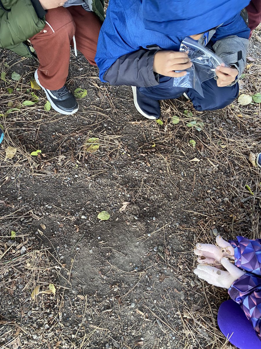 msjakobschuk's tweet photo. Visited the nearby park to collect soil samples and begin our unit “Soils in the Environment”. We found a worm and realized that living organisms are part of soil 🐛🪱 https://t.co/5nKEYRHFkX