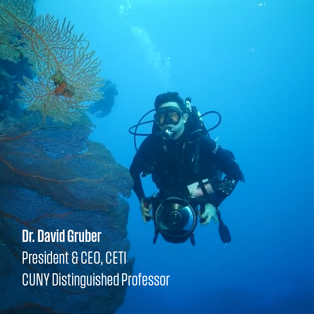 🤿🥼Dr. David Gruber, Baruch College Distinguished Professor of Biological Sciences, recently offered the world a rare glimpse into the hidden life of marine mammals in a feature on The @NewYorker!📸 See the full video here 🌊: newyorker.com/video/watch/ca… 🔹@Baruch_Weissman 🔹@CUNY