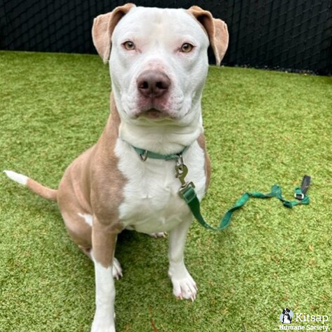 Kitsap Humane Society tweet media