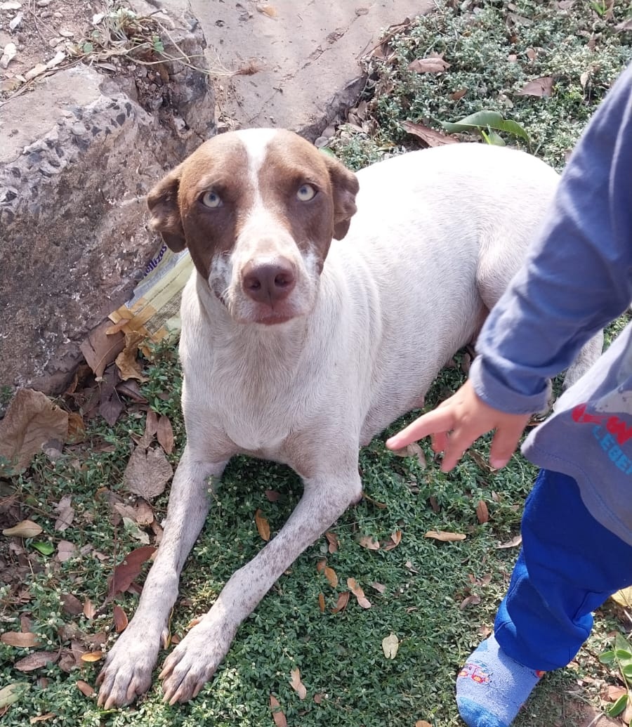 salvandohocicos's tweet photo. Buscamos hogar para esta hermosa perrita, mestiza de pointer, es adulta tamaño grande, es una perrita comunitaria bastante guardiana tanto que los chespis ya le pegaron y corre riesgo en la calle. El viernes irá a castración. Alguien que le quiera adoptar? 🧡

0981 919 321 https://t.co/Zt8Jbgjtrc