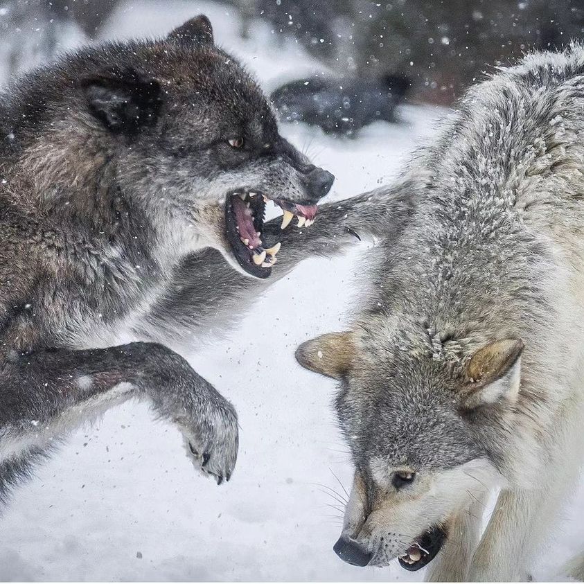 wolf