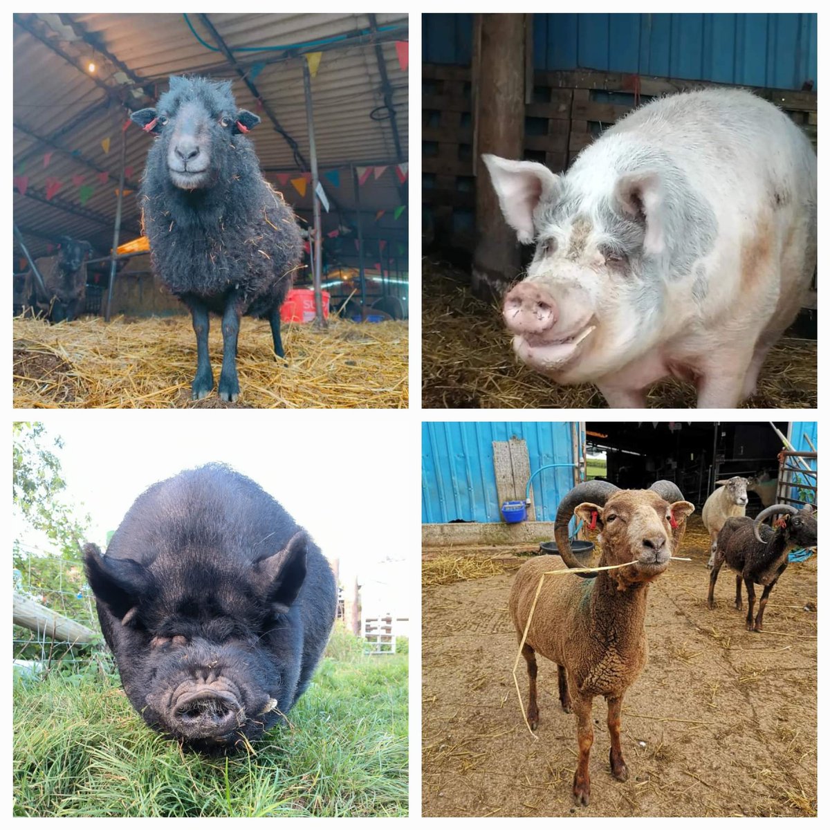 We're a day late 😳 but here to wish a very happy #InternationalMensDay to these gorgeous guys:
🐏 #AmosSheep
🐖 #BigGeorgePig
🐗 #TobyPig
🐏 #GingernutSheep 
And ALL our lovely lads 🤗🥰
#HappyAnimals
#AllLivesArePrecious 
#TheLuckyOnes