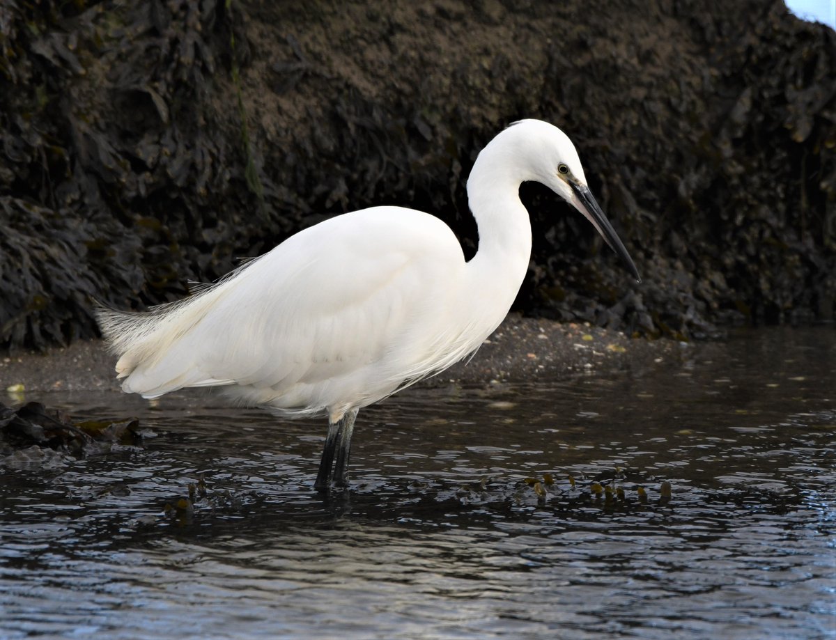 Always a pleasure to photograph a #LittleEgret, and there is usually one around on Holy Island causeway.