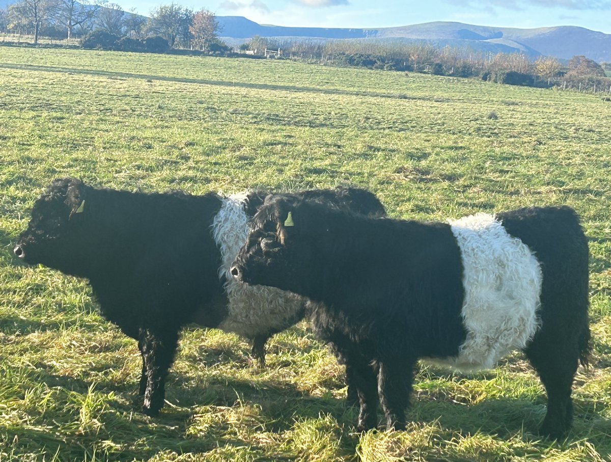 James Rebanks tweet media